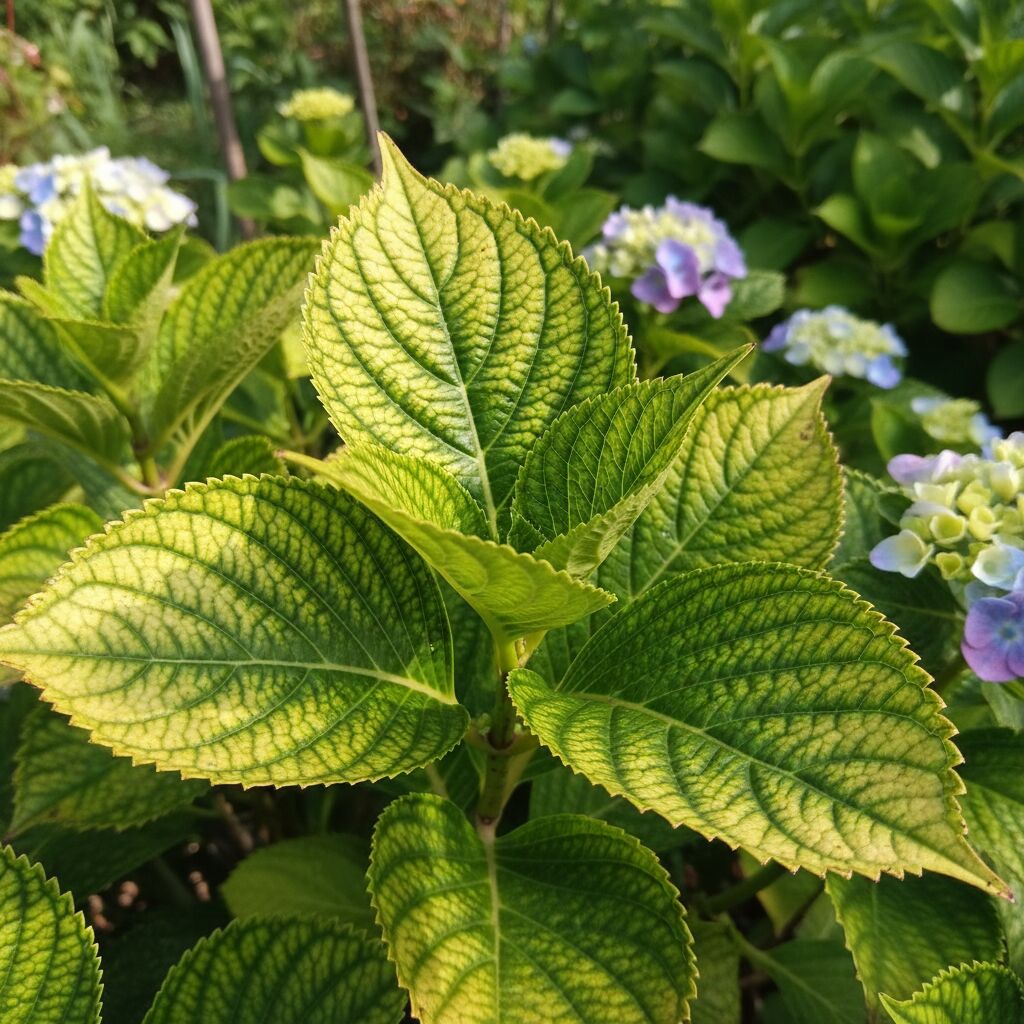 Découvrez pourquoi le feuillage de votre hortensia jaunit, si c'est grave et comment y remédier efficacement pour préserver la santé de votre plante.