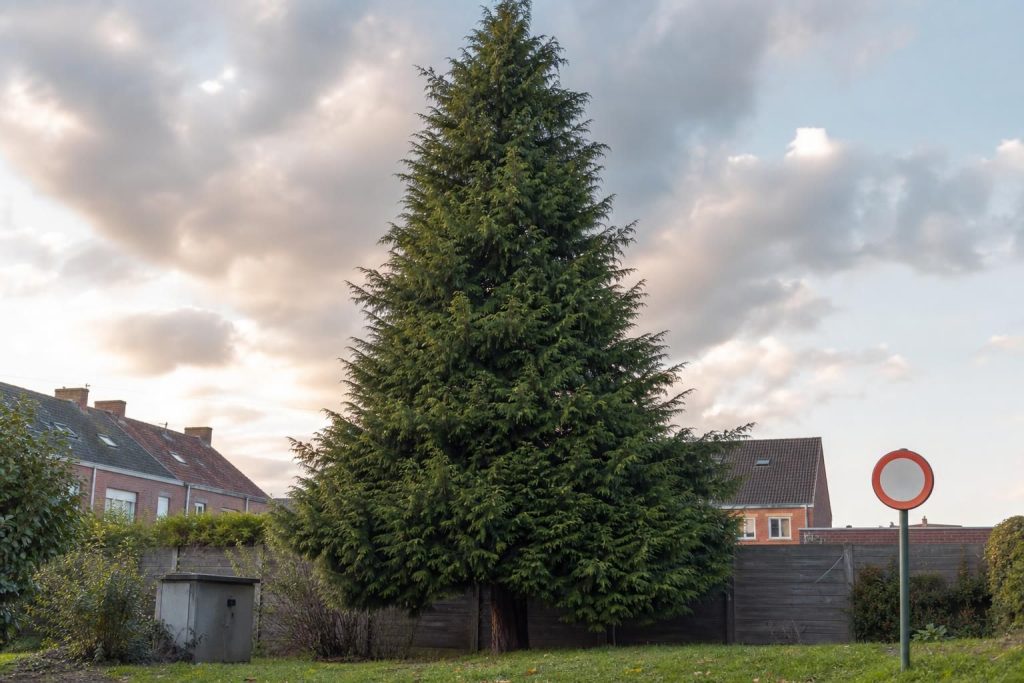 Découvrez si la culture et l'utilisation du thuya sont interdites en France, ainsi que les réglementations et conseils pour bien gérer cet arbre populaire.