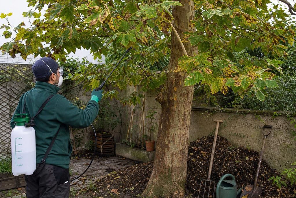 Découvrez les causes et les solutions pour lutter contre la maladie du mûrier platane. Conseils pratiques pour protéger votre arbre et assurer sa santé.